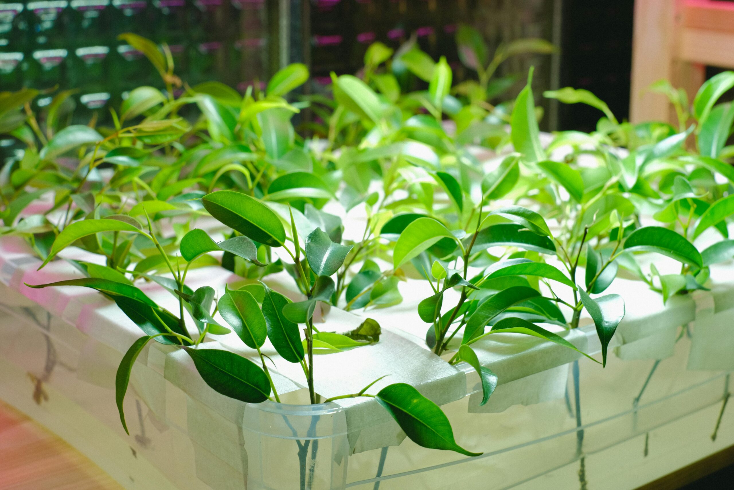 Vibrant green plants thriving in a hydroponic greenhouse. Ideal for sustainable agriculture concepts.