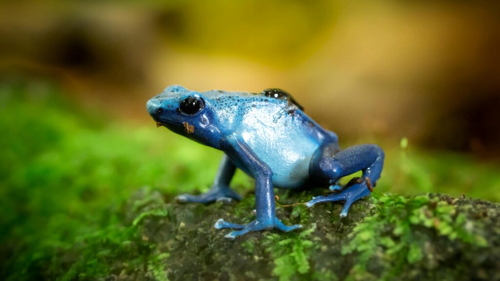 Close-up of a vibrant blue dart frog sitting on moss in a lush rainforest.