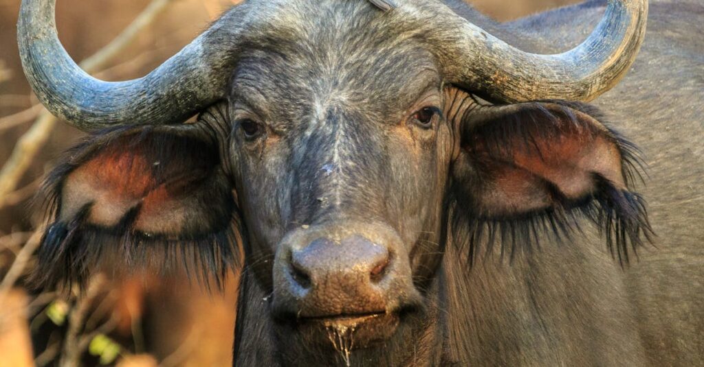 Close-up of African buffalo with bird on head in Zambia's wilderness.