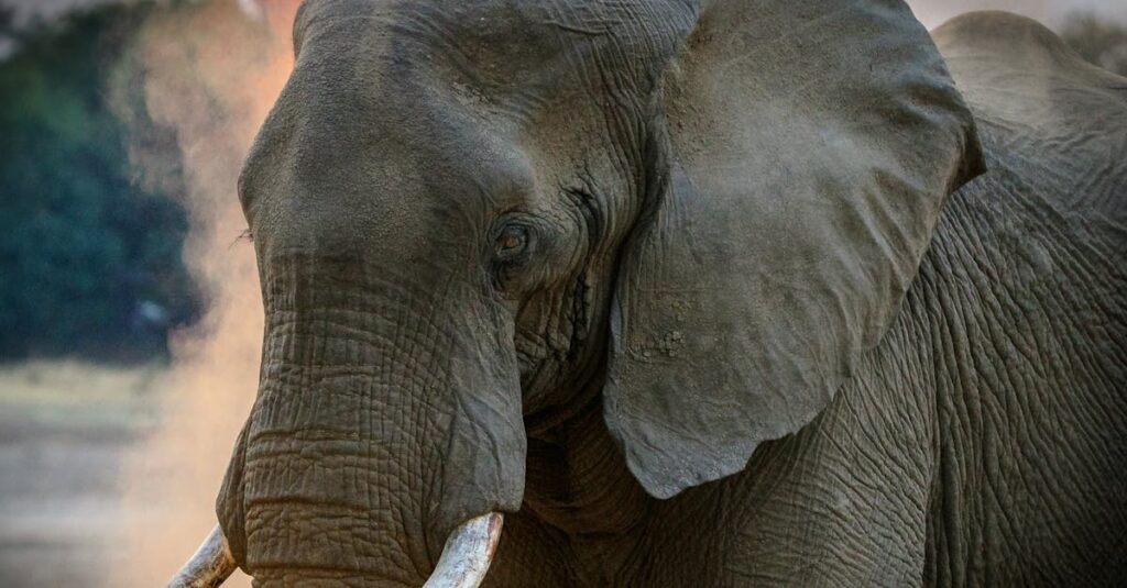 Close-up of a magnificent African elephant displaying its tusks in the wild of Zambia.