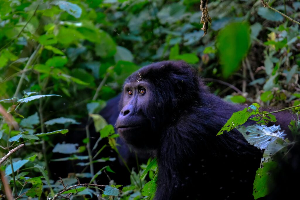 Close-up of a gorilla surrounded by vibrant green foliage in a wild environment.