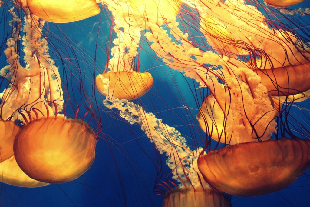 Brightly colored jellyfish swimming gracefully underwater in a vibrant ocean setting.