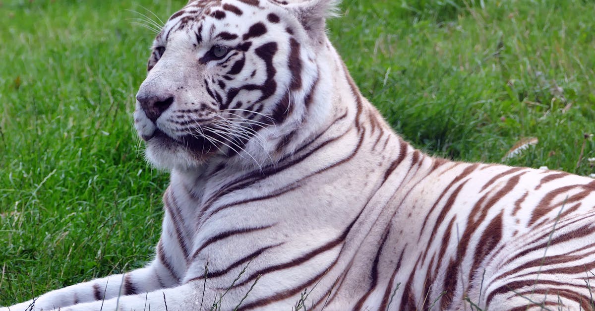 Close-up of a majestic white tiger lying calmly on lush green grass, showcasing its unique striped fur.