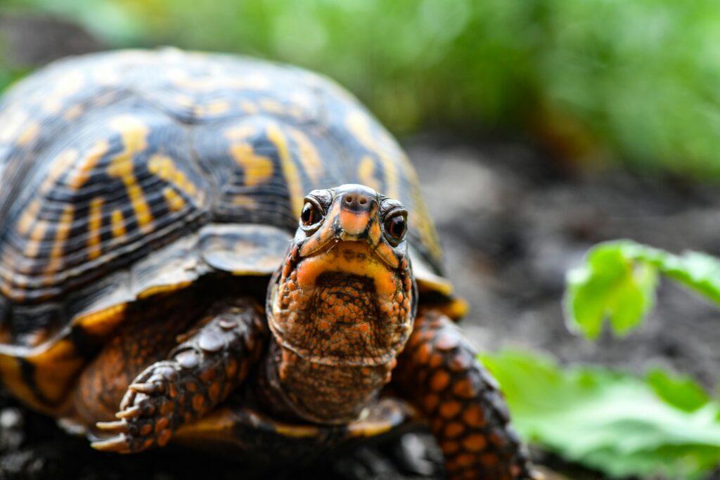 Detailed close-up of an Eastern Box Turtle in Gaithersburg, capturing its distinct shell patterns.