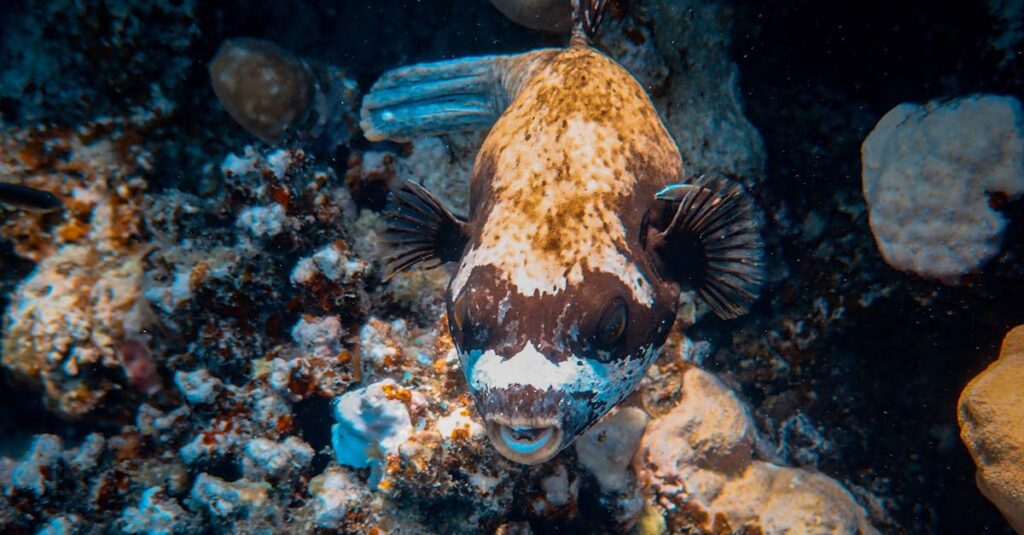 Detailed close-up of a puffer fish swimming on a vibrant coral reef underwater.