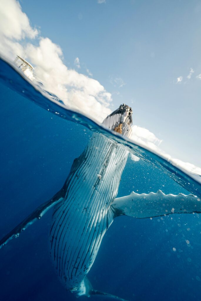 A stunning over-under shot of a humpback whale breaching the water in Tonga's ocean.