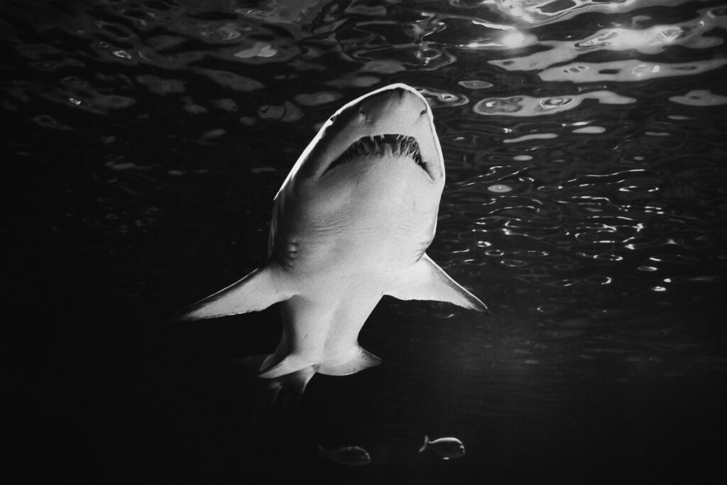 A dramatic black and white image of a shark swimming underwater, showcasing its powerful jaws.