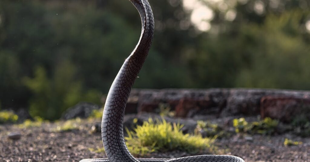 A striking image of a cobra raised in defense, set against a natural backdrop.