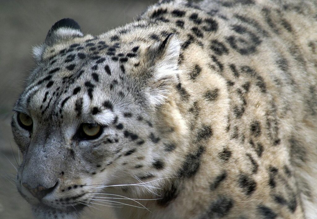 Detailed close-up of a snow leopard highlighting its distinctive fur in a natural setting.