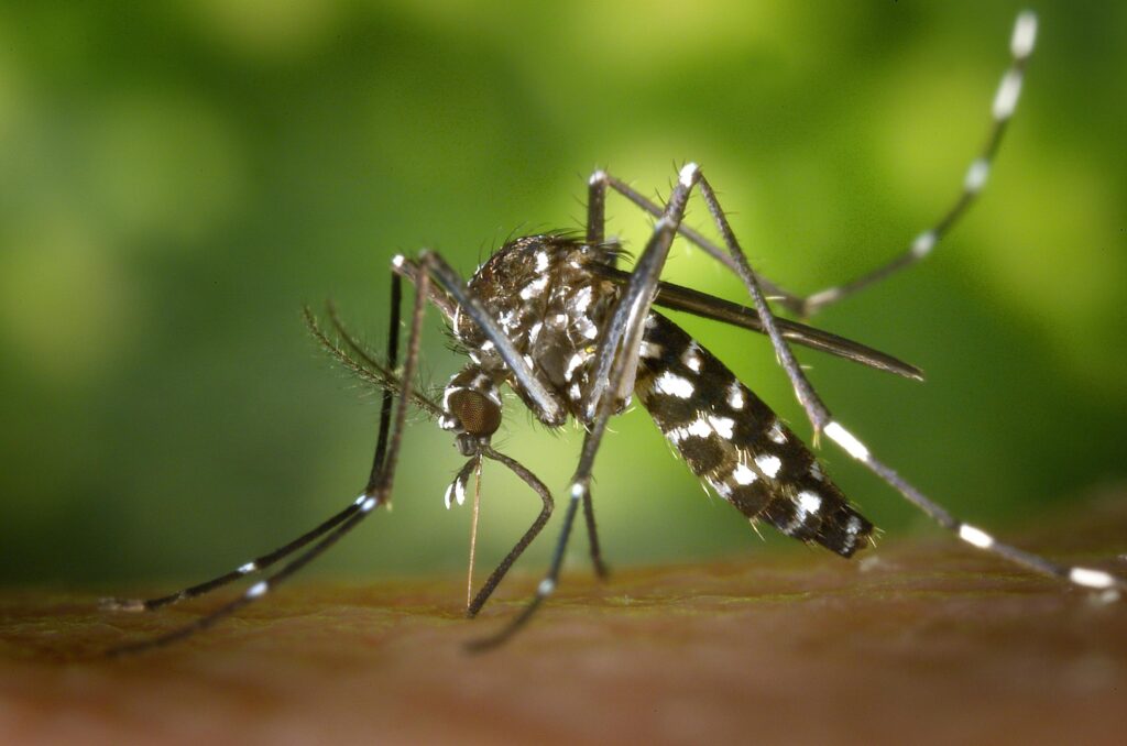 Detailed macro capture of Aedes albopictus mosquito on human skin.