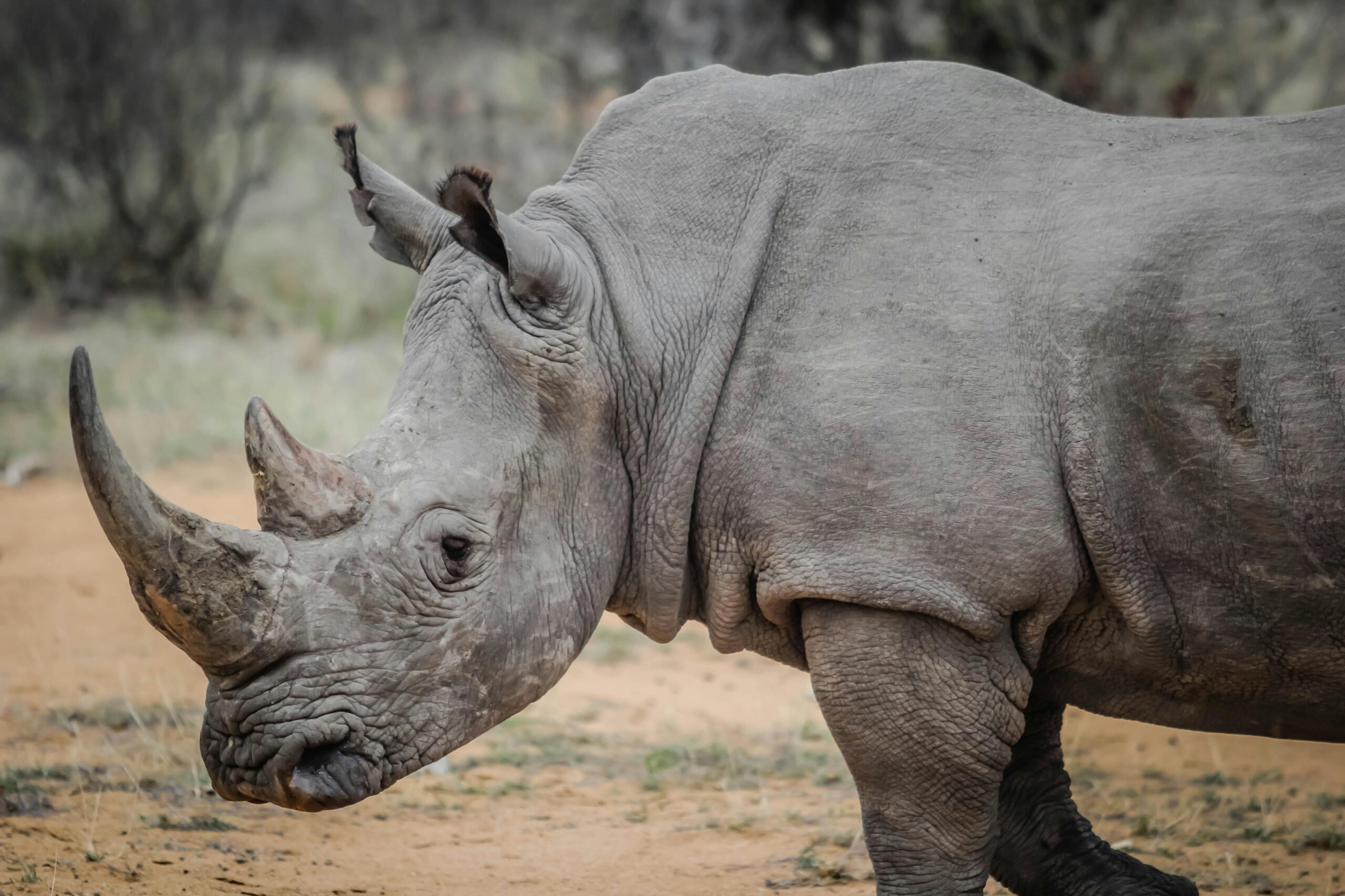 Captivating close-up of a white rhinoceros in South Africa's wilderness, showcasing its majestic horn and tough skin.