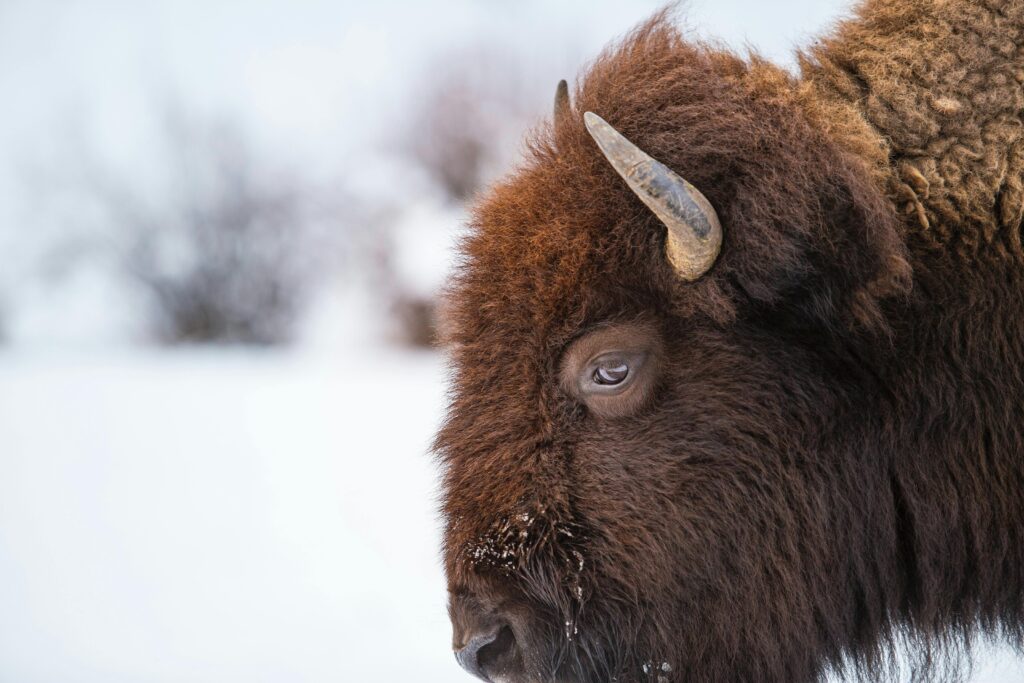 7 Most heavy Animals That Walk on Earth